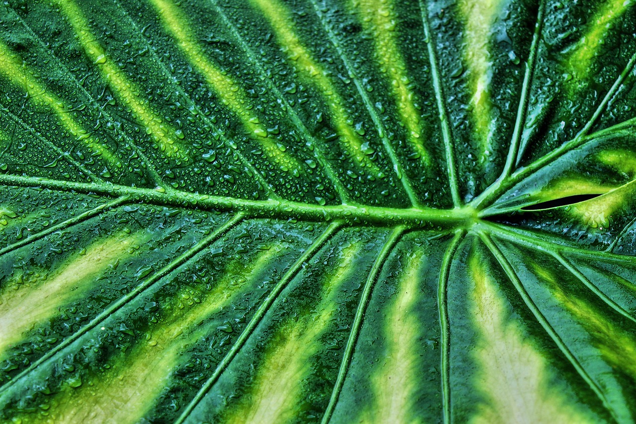 Best Tips for Growing Rhubarb in Your Garden